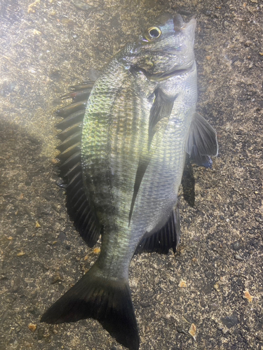 チヌの釣果