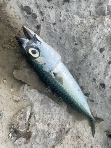 サバの釣果