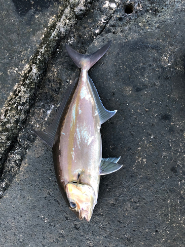 カンパチの釣果