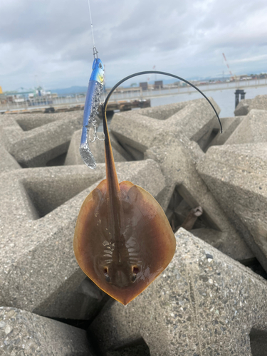 エイの釣果