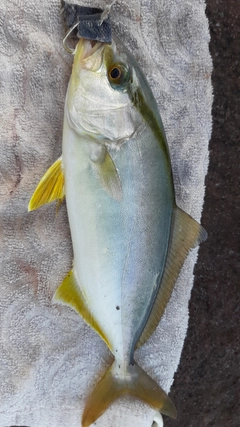 ショゴの釣果