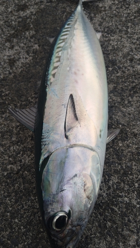 ソウダガツオの釣果