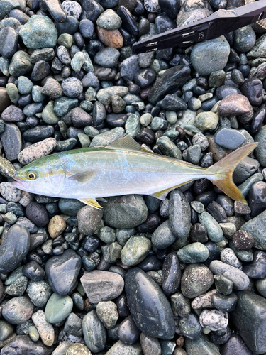 ワカシの釣果