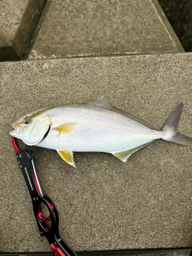 ショゴの釣果