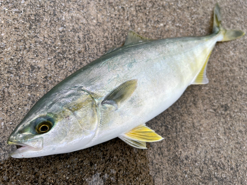 イナダの釣果