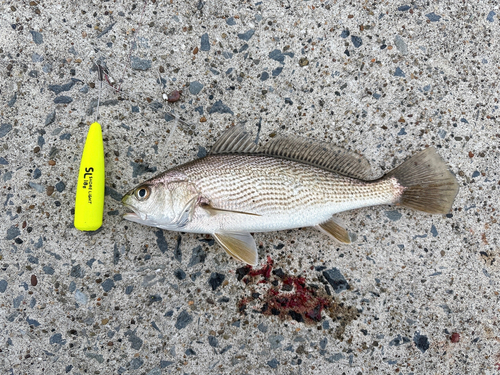 イシモチの釣果