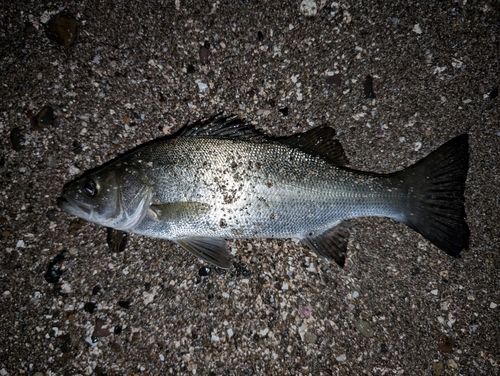 セイゴ（マルスズキ）の釣果