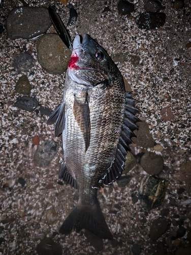 クロダイの釣果