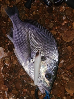 キビレの釣果