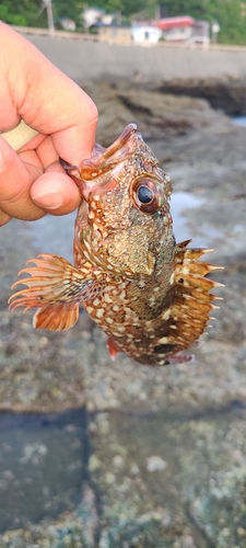 アラカブの釣果