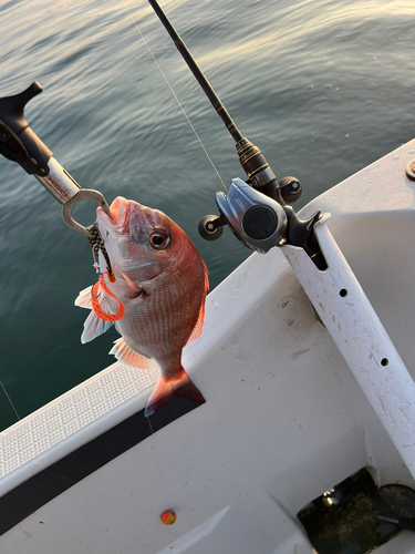 マダイの釣果