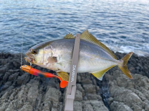 シオの釣果