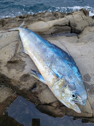 シイラの釣果