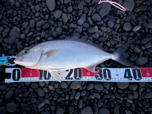 ネリゴの釣果