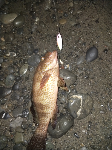 オオモンハタの釣果