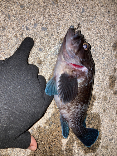 マゾイの釣果