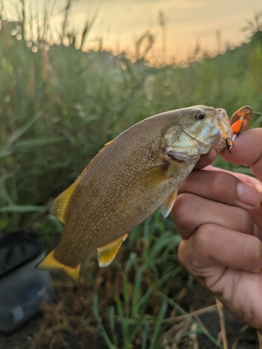 スモールマウスバスの釣果