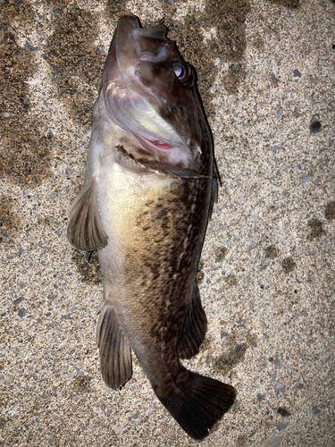 クロソイの釣果