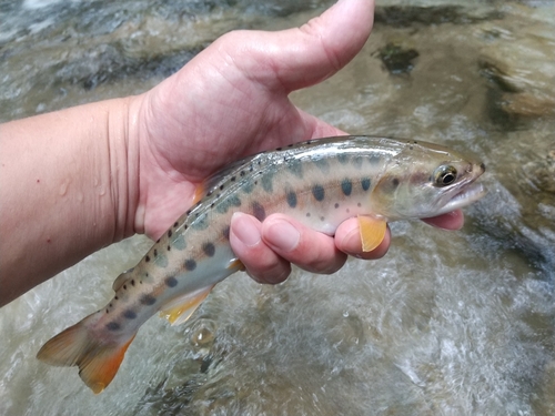 ヤマメの釣果