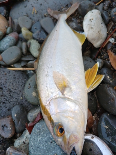 ショゴの釣果