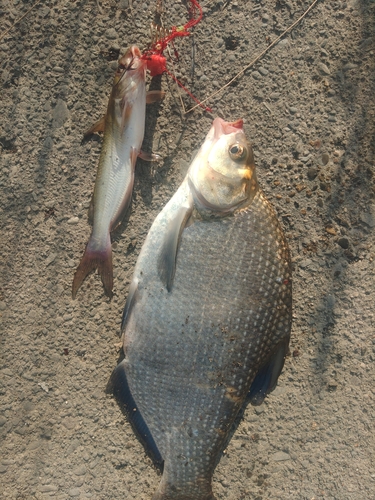 アメリカナマズの釣果