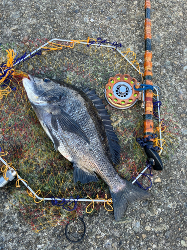 クロダイの釣果