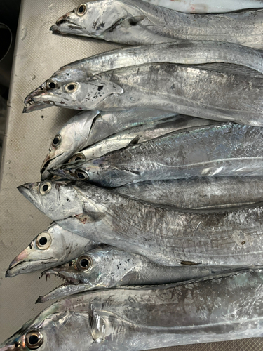 タチウオの釣果