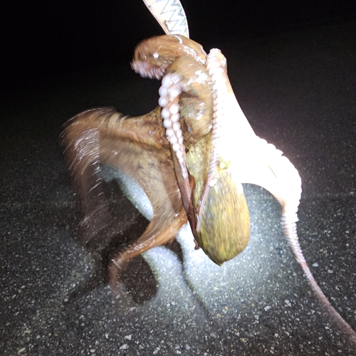 タコの釣果