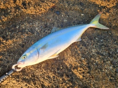 イナダの釣果