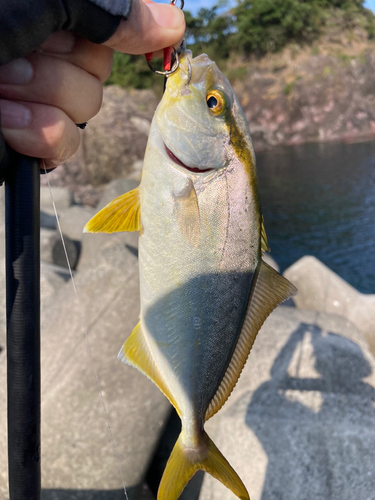 シオの釣果