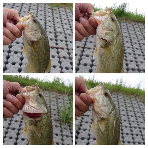 ブラックバスの釣果