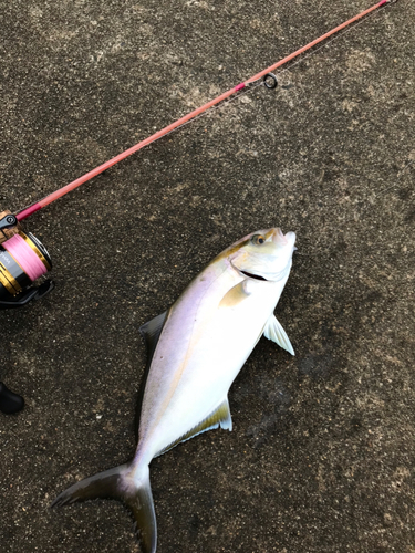 ショゴの釣果