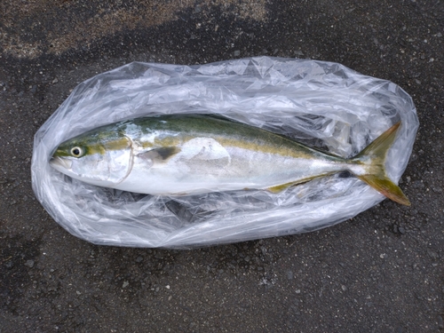 イナダの釣果