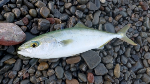 ワカナゴの釣果