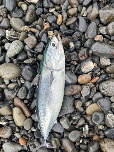 ソウダガツオの釣果