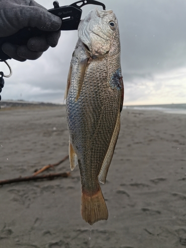 ニベの釣果