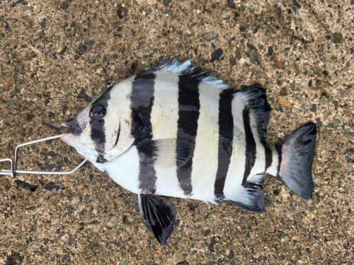 イシダイの釣果