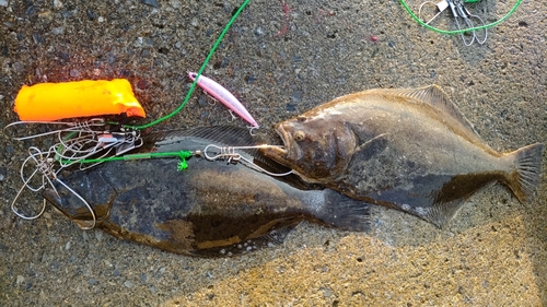 ヒラメの釣果