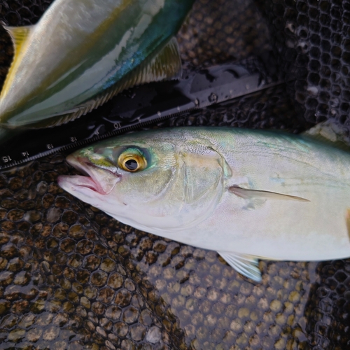 ツバイソの釣果