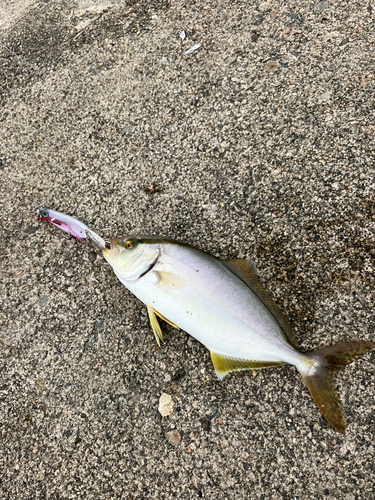 ショゴの釣果