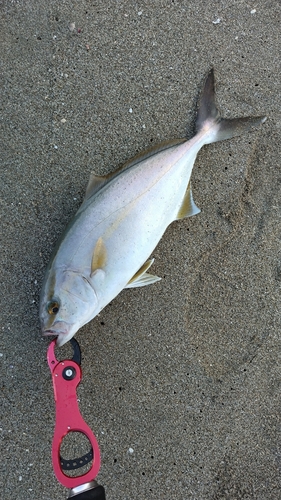 ショゴの釣果