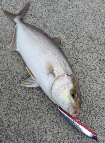 ショゴの釣果