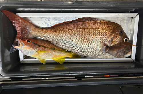 タイの釣果