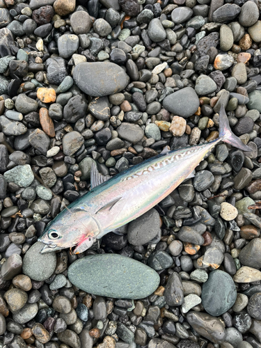 マルソウダの釣果