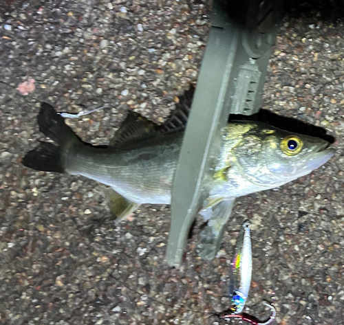 シーバスの釣果