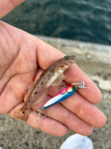 ハゼの釣果