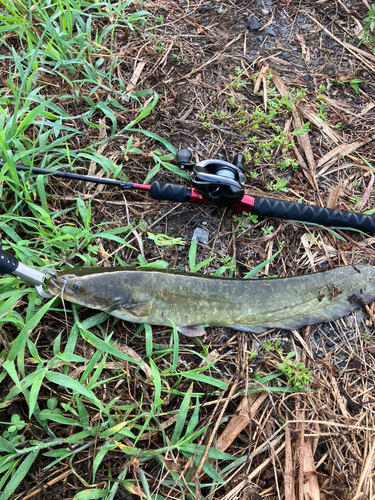 ナマズの釣果