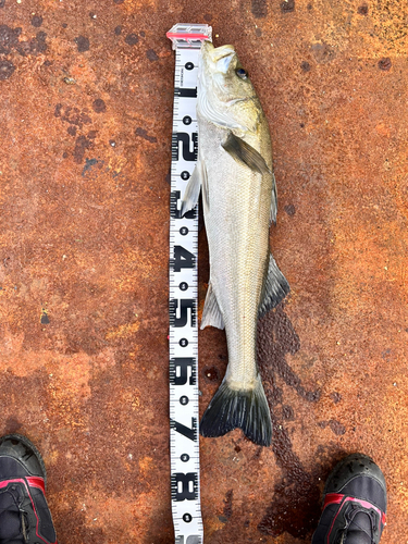 スズキの釣果