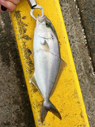 ショゴの釣果