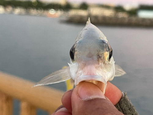 ヒトスジタマガシラの釣果